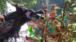 Pflanzen im Aquarium Scattered Sunshine - Lago Caiambé