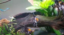 Dekoration im Aquarium Scattered Sunshine - Lago Caiambé