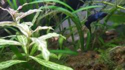 Pflanzen im Aquarium Scattered Sunshine - Lago Caiambé