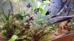 29.5.19: Mehr Frieden, trotz neuem Laich