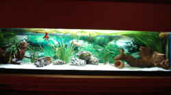 Aquarium Becken 3934