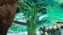 Pflanzen im Aquarium Becken 3934