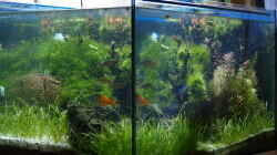Aquarium Becken 3938