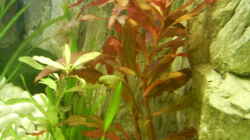 Pflanzen im Aquarium Becken 3947