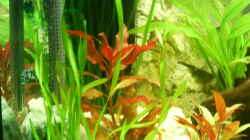 Pflanzen im Aquarium Becken 3947