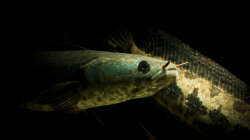 Besatz im Aquarium Westafrika Räuberbecken