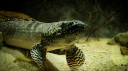 Polypterus ornatipinnis