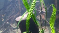 Cryptocoryne Aponogetifolia