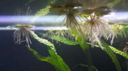 Limnobium laevigatum (Südamerikanischer Froschbiss)