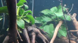 Anubias Barteri