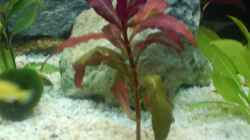 Pflanzen im Aquarium Becken 3966