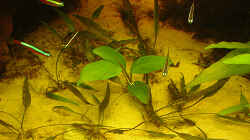 Anubias spec. heterophylla Ableger umringt von Zwergwasserkelchen