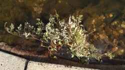Röhren-Wasserfenchel (Oenanthe fistulosa ´Flamingo´)