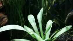 Sagittaria platyphylla