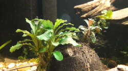 Bucephalandra 