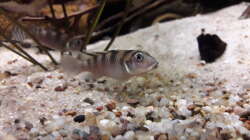 Nanochromis transvestitus Männchen 