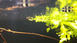 Besatz im Aquarium West Afrika