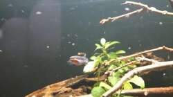 Aphosemion Männchen 