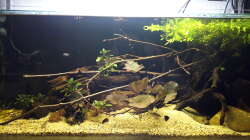 Aquarium West Afrika