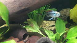 im Hintergrund Corydoras hastatus