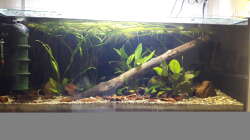 Aquarium Flussufer im Amazonasgebiet