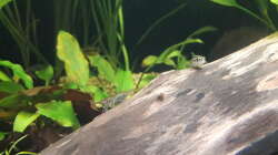 Besatz im Aquarium Flussufer im Amazonasgebiet