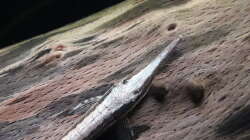 Besatz im Aquarium Flussufer im Amazonasgebiet