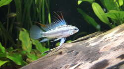 trifasciata Männchen