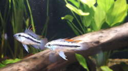 Besatz im Aquarium Flussufer im Amazonasgebiet