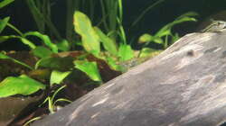 Besatz im Aquarium Flussufer im Amazonasgebiet