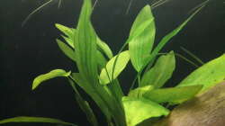 Echinodorus argentinensis