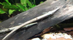 Besatz im Aquarium Flussufer im Amazonasgebiet