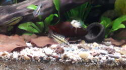 Besatz im Aquarium Flussufer im Amazonasgebiet