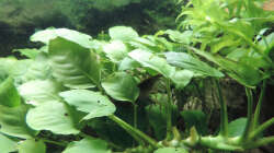 Fächergarnele beim fächern