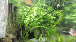 Aquarium Flossensauger Becken