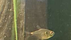 Hemmigrammus ocelifer