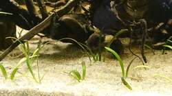 2 gut versteckte Corydoras Aenus. Davor Sagitaria subulata