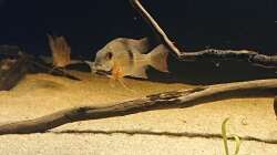 Geo Dame mit Larven im Mund