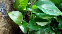 Efeutute (Epipremnum pinnatum)