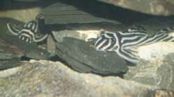 2 adulte Zebras bei der Futttersuche