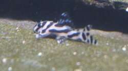 Leider auch unscharf, aber die ganz kleinen Zebras sind schwer zu fotographieren,