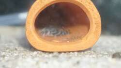 Leider unscharf, aber dennoch der Beweis: in der Röhre des Einhängebeckens wohnen