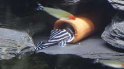 Das Zuchtmännchen in seiner Lieblingsröhre