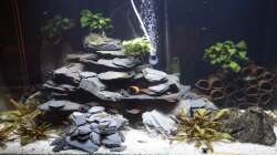 Gesamtansicht mit Zebra