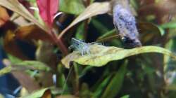 Caridina multidentata