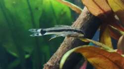 Otocinclus affinis