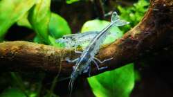 Caridina multidentata