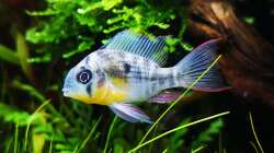 Microgeophagus altispinosus - Männchen