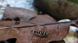 Besatz im Aquarium Flossensauger Becken