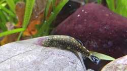 Besatz im Aquarium Flossensauger Becken